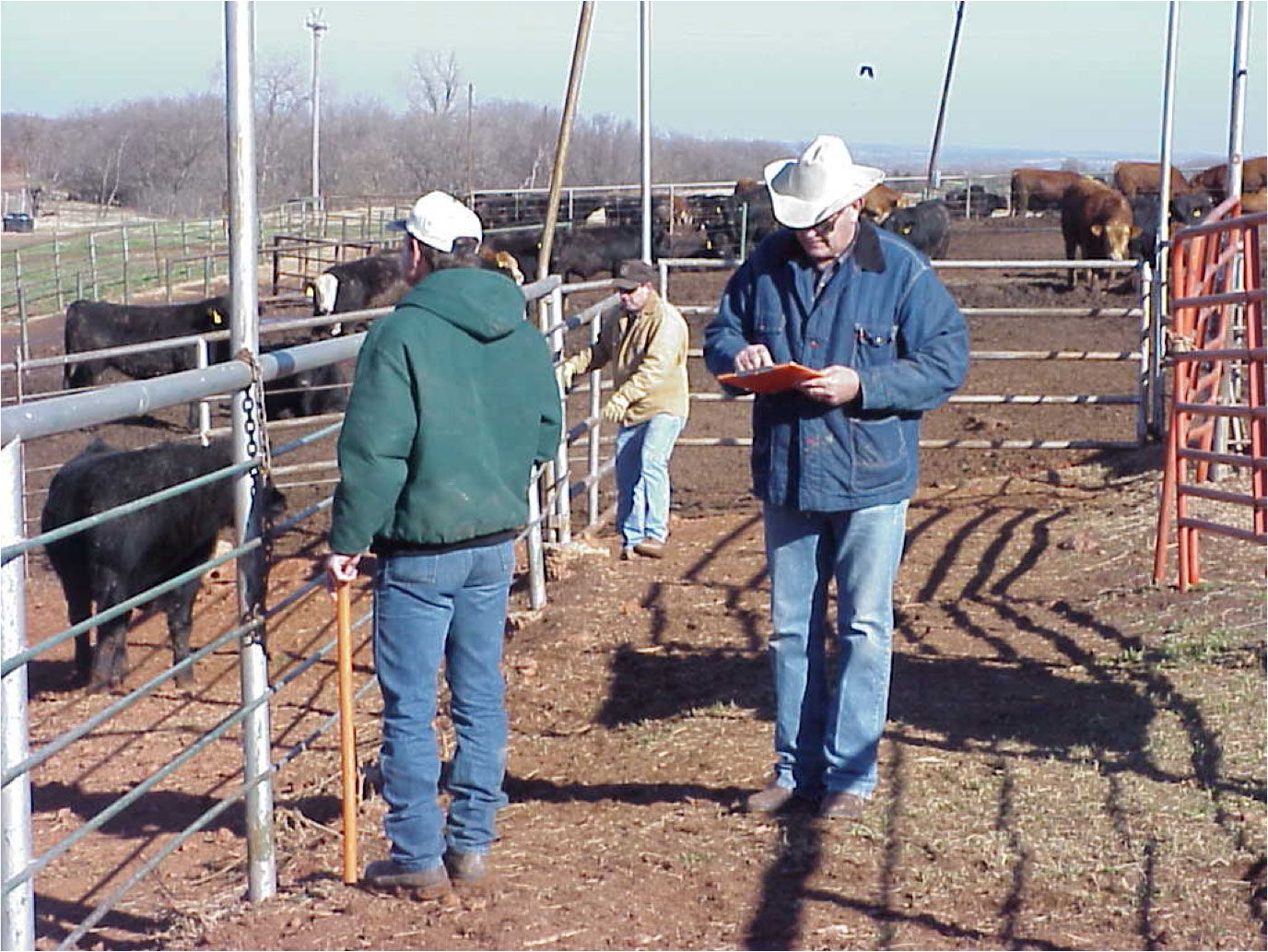 Oklahoma Steer Feedout 1